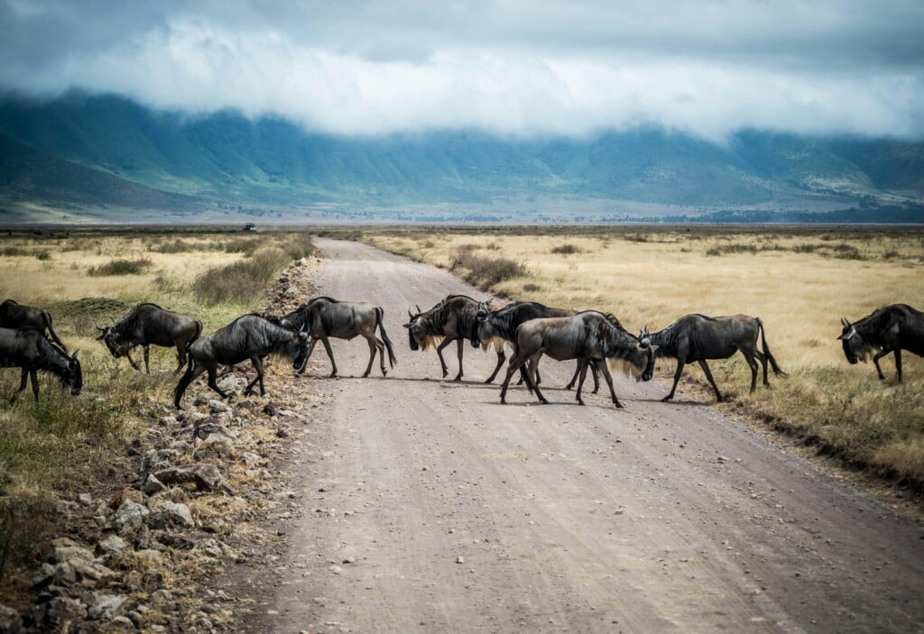 What Is Olduvai Gorge Famous For? EASTCO Safaris