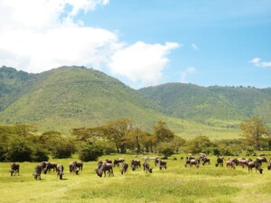 How Many Days Do You Need In Ngorongoro?