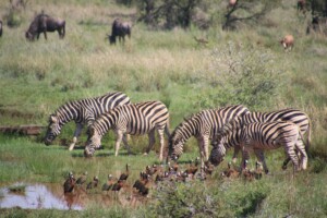 What Activities Are Possible At The Serengeti Park?