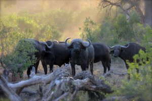 Tanzania Travel Guide EASTCO Safaris