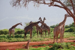 Why There Is No Giraffe In Ngorongoro?