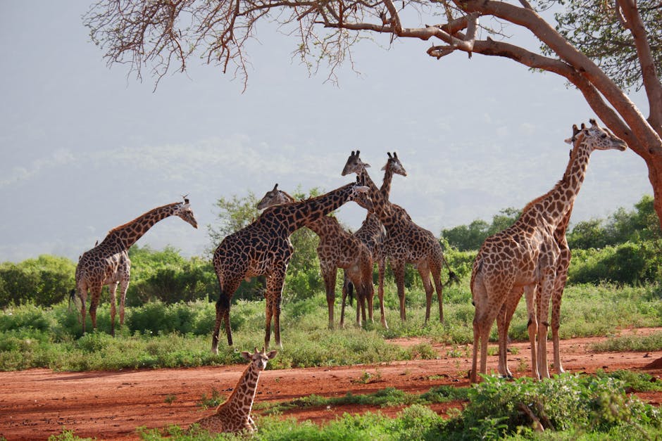 Why There Is No Giraffe In Ngorongoro Crater? EASTCO Safaris