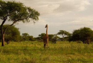 Are Animals Stuck In Ngorongoro Crater?