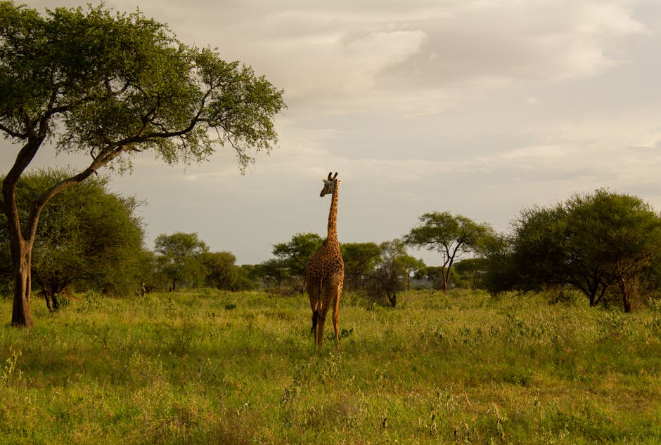 Are Animals Stuck In Ngorongoro Crater? EASTCO Safaris