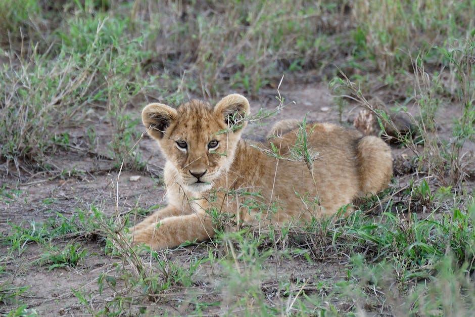 Why Do So Many Animals Live In Ngorongoro Crater? EASTCO Safaris