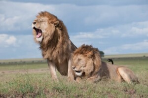 Are There Lions In Ngorongoro Crater?