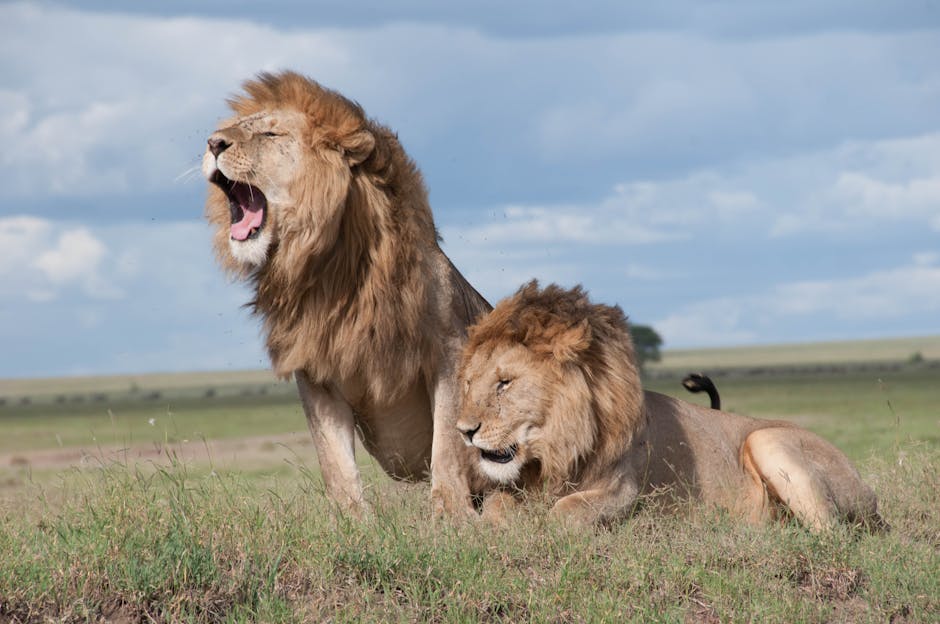 Are There Lions In Ngorongoro Crater? EASTCO Safaris