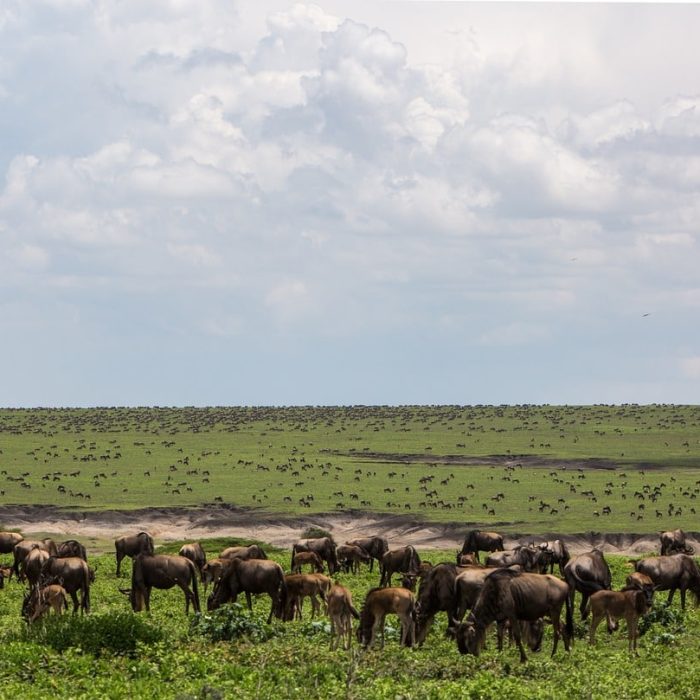 Calving Season Safari EASTCO Safaris